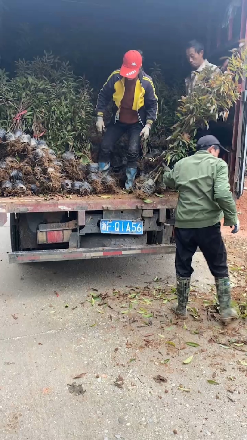 木荷容器苗