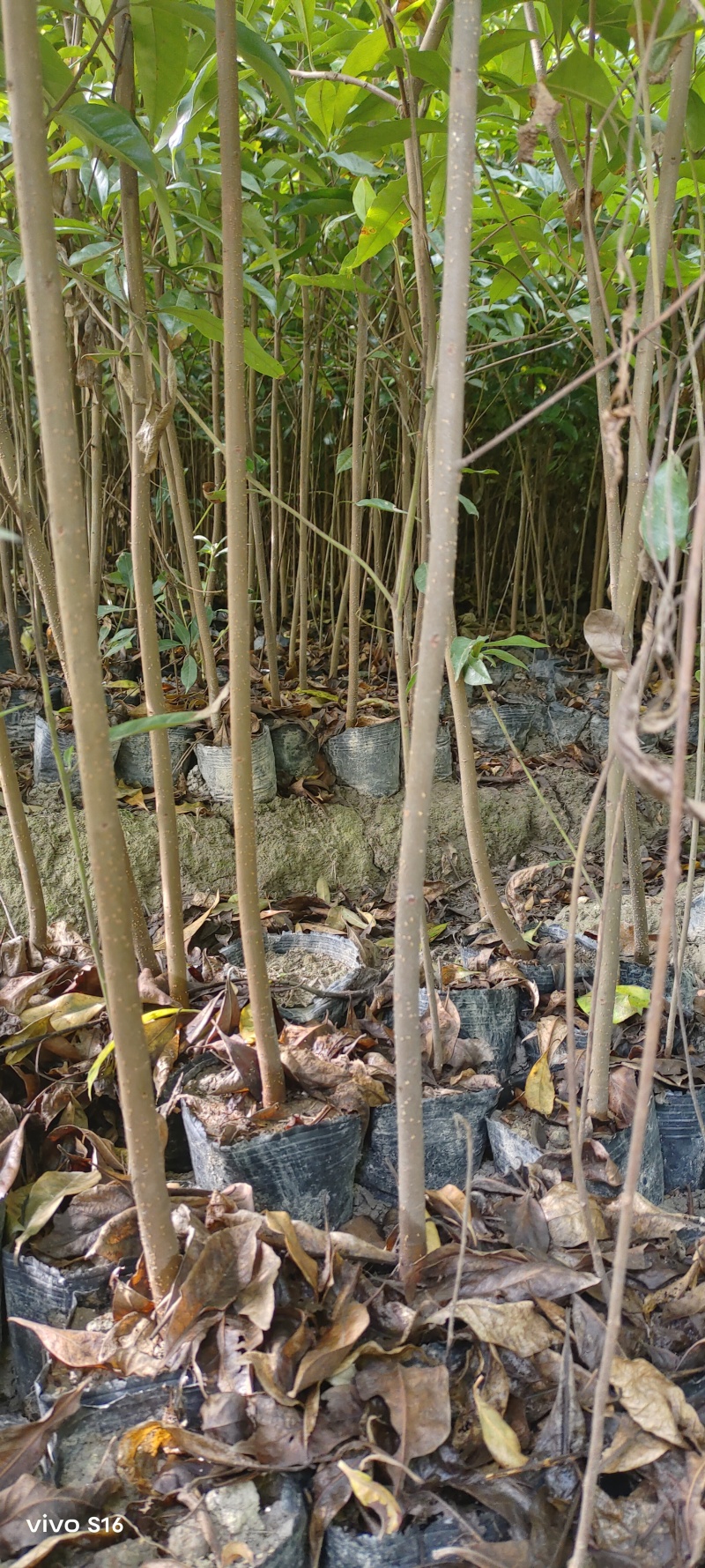 木荷容器苗