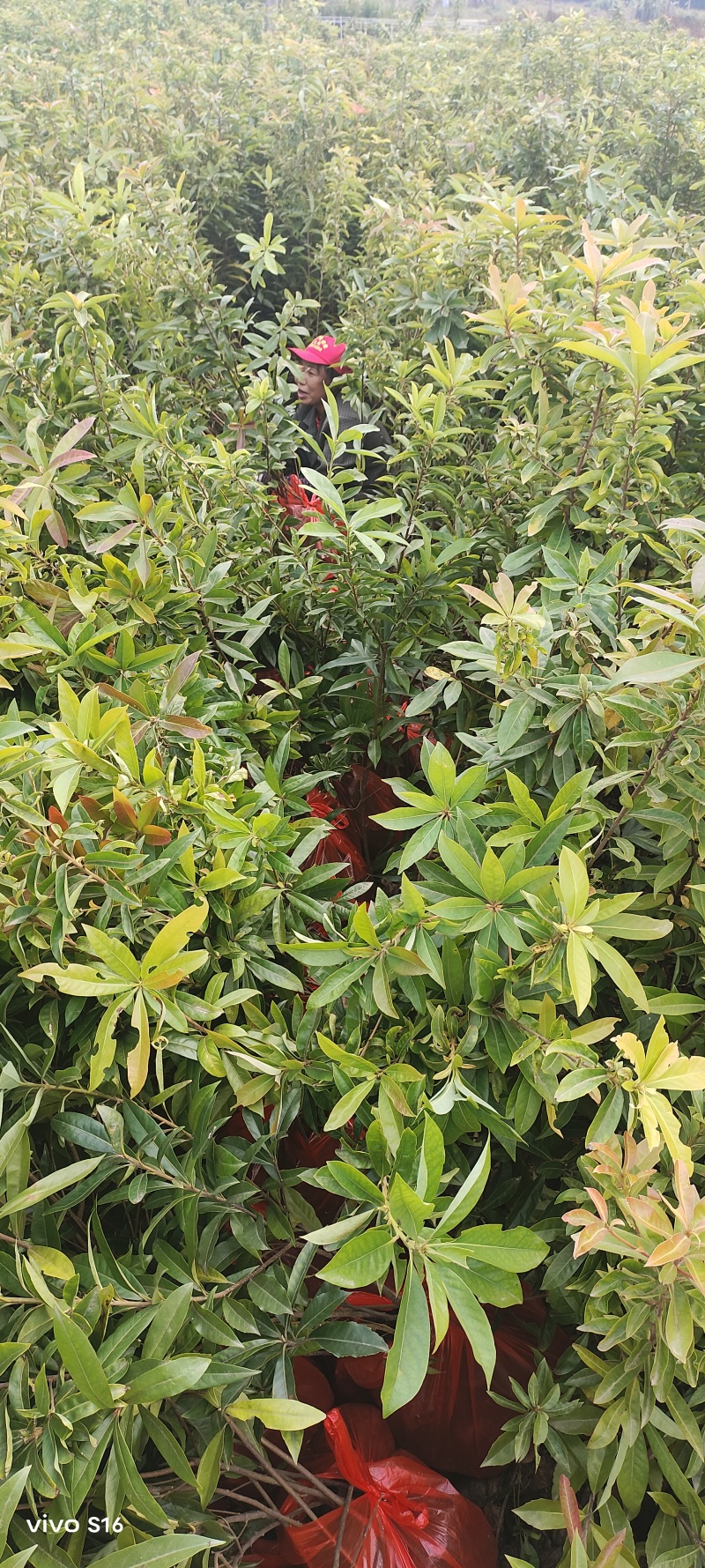 木荷容器苗