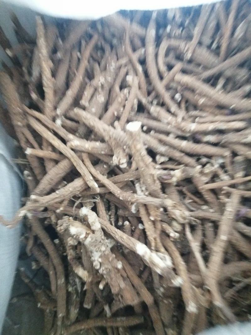 沙参北沙参