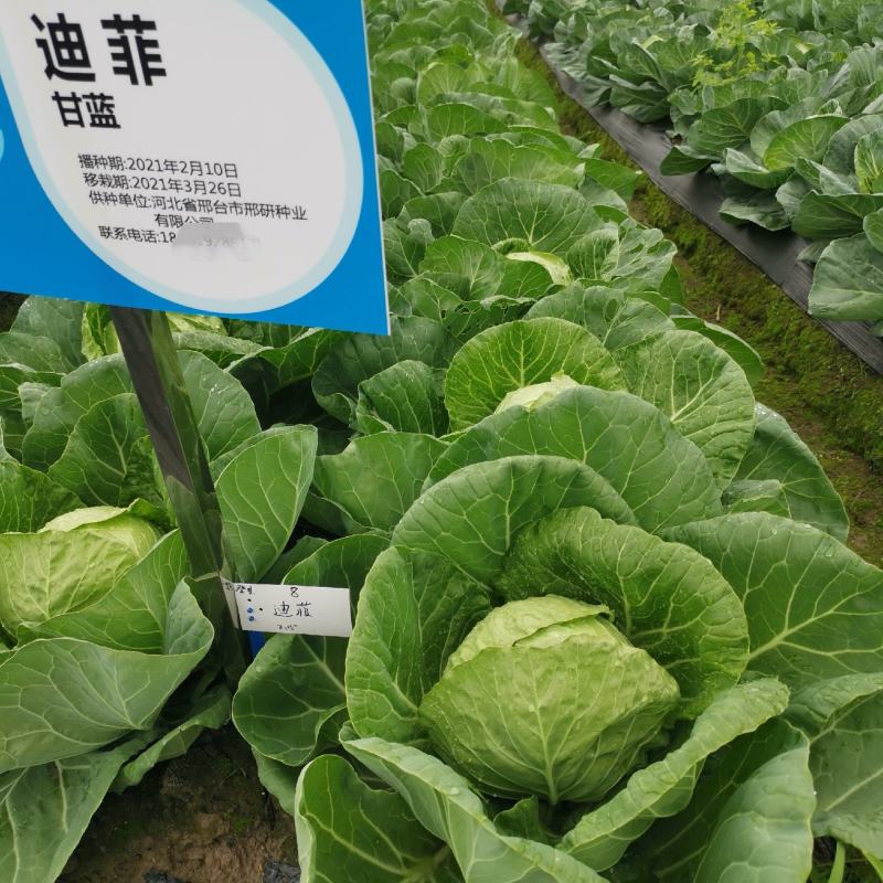 邢研迪菲甘蓝种子早熟结球黄心包菜种籽卷心菜籽耐裂春秋播种