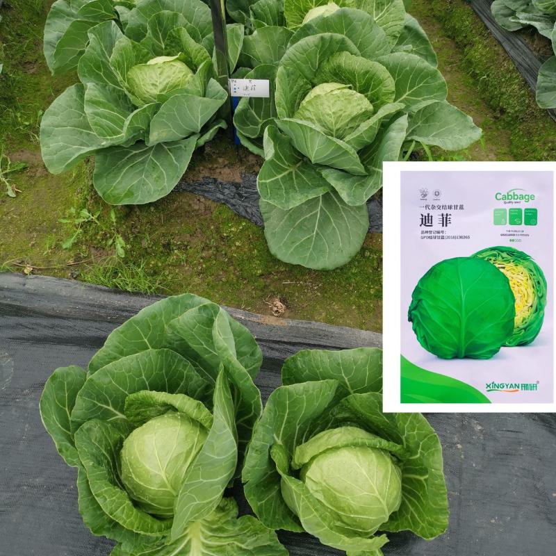 邢研迪菲甘蓝种子早熟结球黄心包菜种籽卷心菜籽耐裂春秋播种