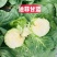 邢研迪菲甘蓝种子早熟结球黄心包菜种籽卷心菜籽耐裂春秋播种