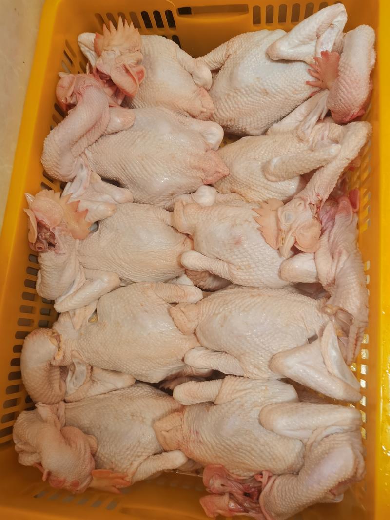 广西精品散养三黄鸡白条鸡，原料食材冷冻新鲜宰杀烧鸡烤鸡