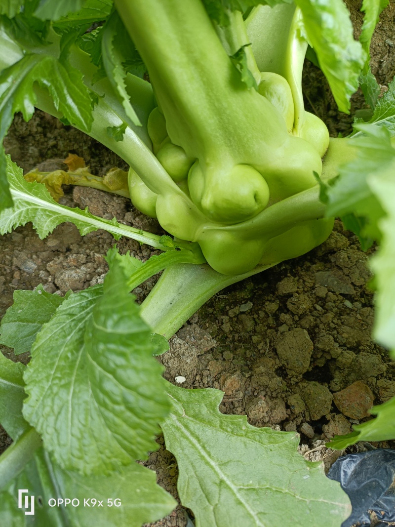 青菜榨菜大头菜