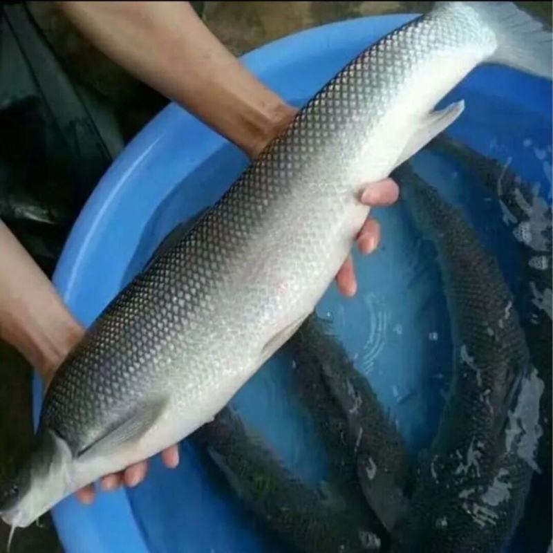 大鳞鲃淡水银鳕鱼钓场垂钓品种产地直销