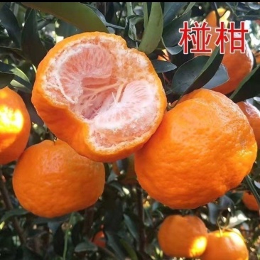 精品椪柑.芦柑.口感纯甜.入口化渣.一手货源