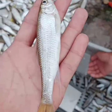 鸭绿江桃花马口