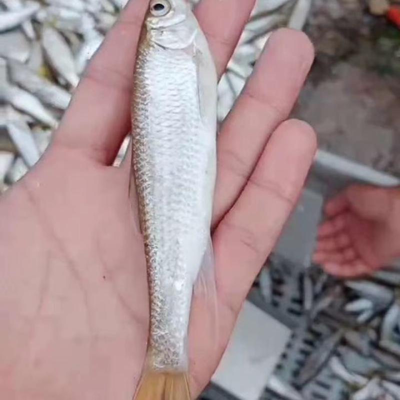 鸭绿江桃花马口