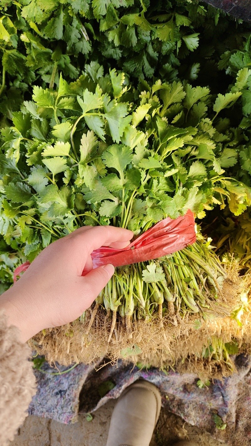 精品大叶香菜产地大量上市，一条龙服务包上车量大从优
