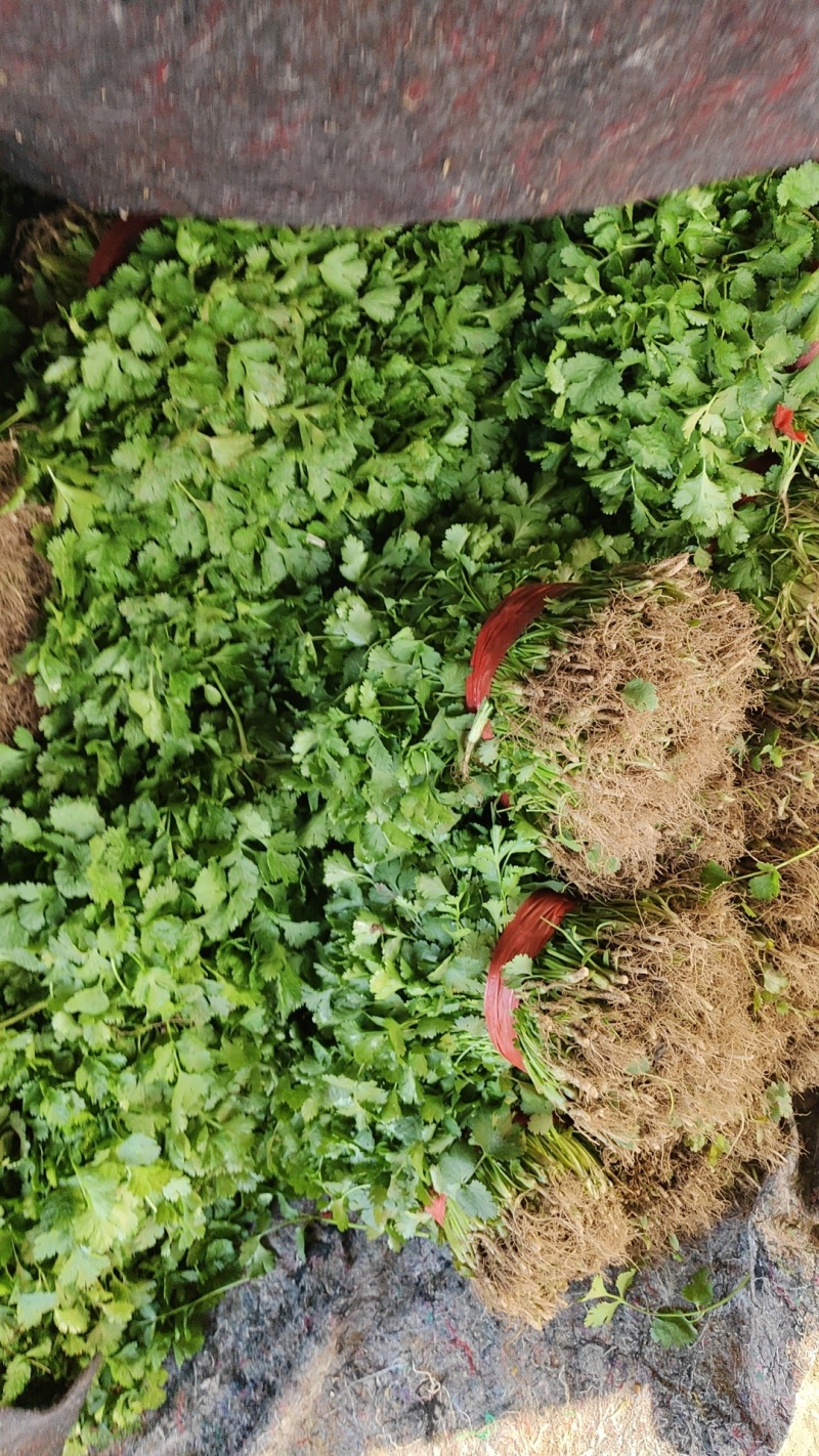 精品大叶香菜产地大量上市，一条龙服务包上车量大从优