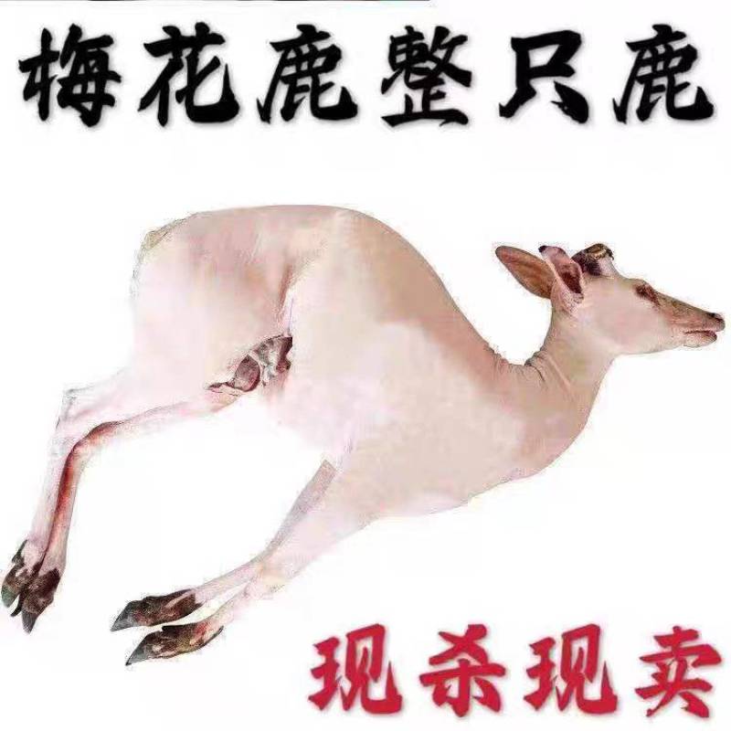 东北梅花鹿白条吉林长春南关区鹿肉整只发货货源充足包邮