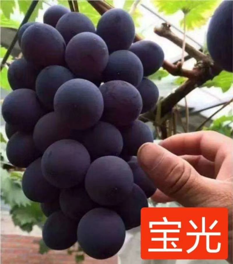 正综宝光葡萄苗中熟自然大粒大好管理，草莓香味，保纯保活