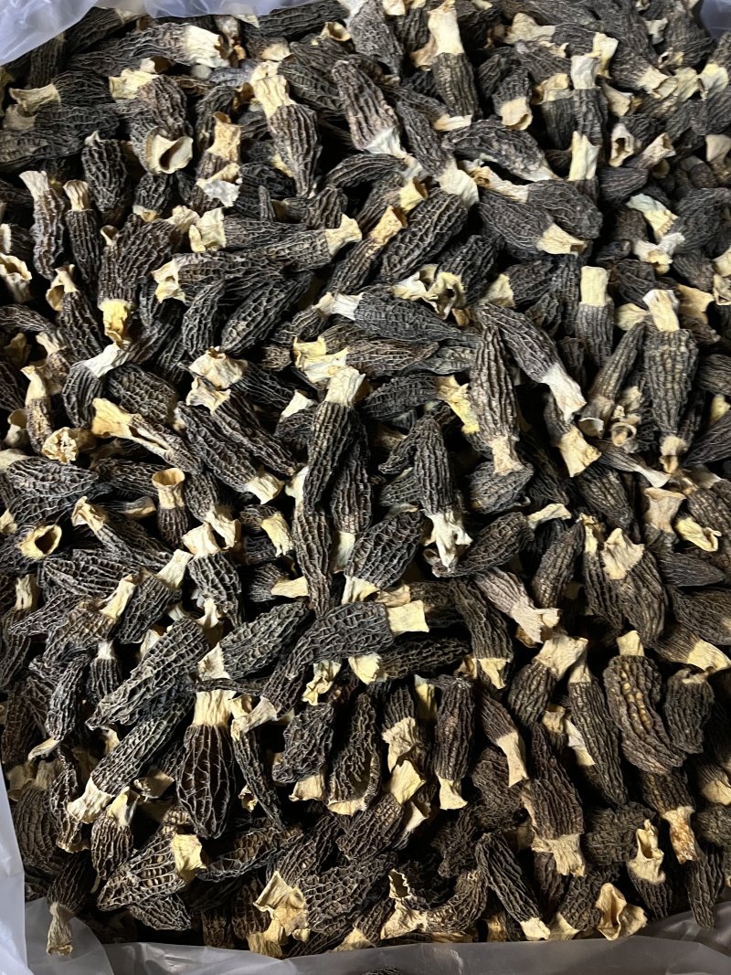 4到7公分羊肚菌干品