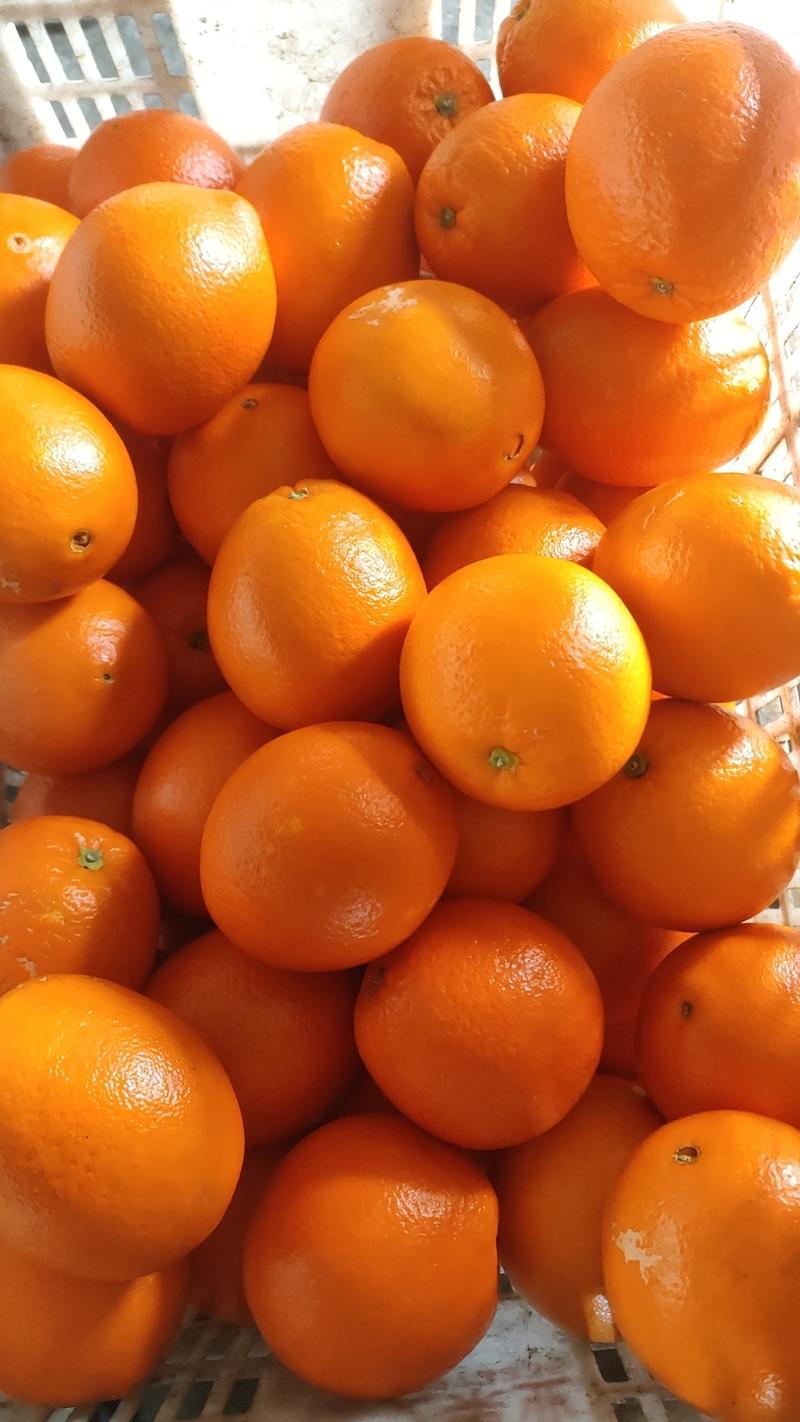 【实力】湖北宜昌纽荷尔脐橙汁多甜度高可供市场商超电商