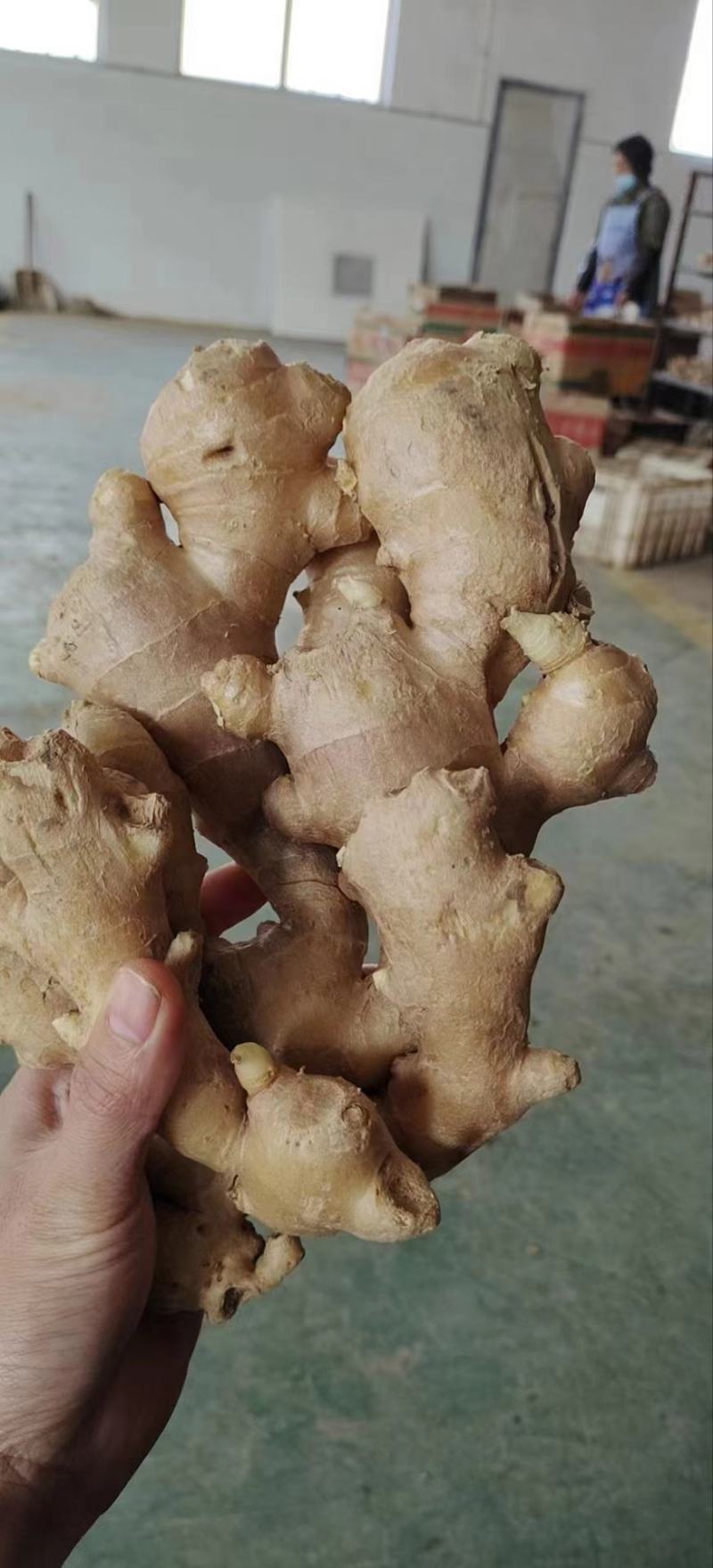 生姜可水洗，产地直发，品质好价格优欢迎各地老板咨询
