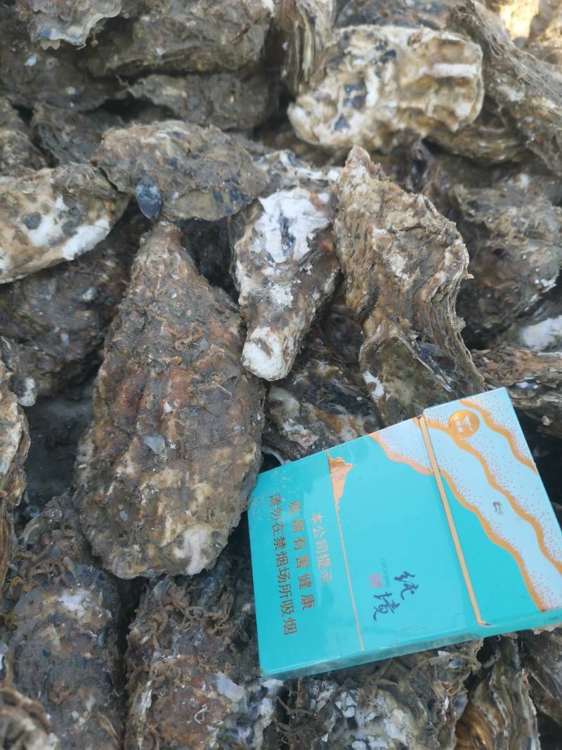 大家好，我是山东省日照码头直供，生蚝出货地。一手货源..