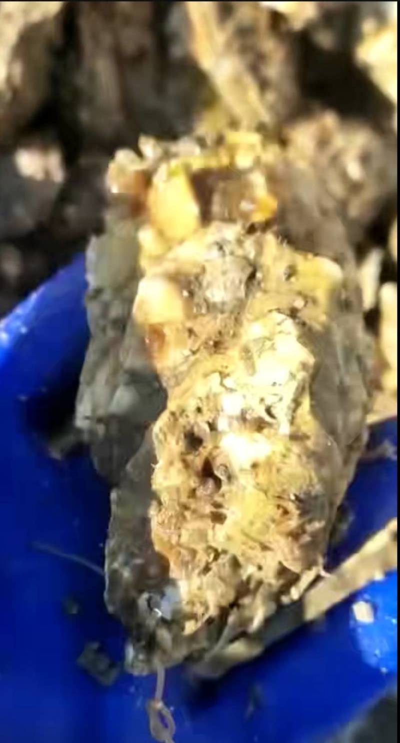 大家好，我是山东省日照码头直供，生蚝出货地。一手货源..
