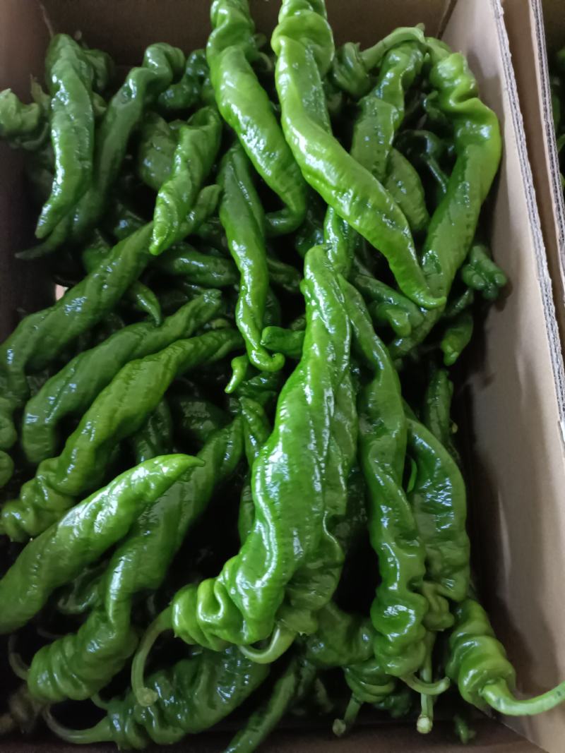 湛江徐闻陇椒大量有货