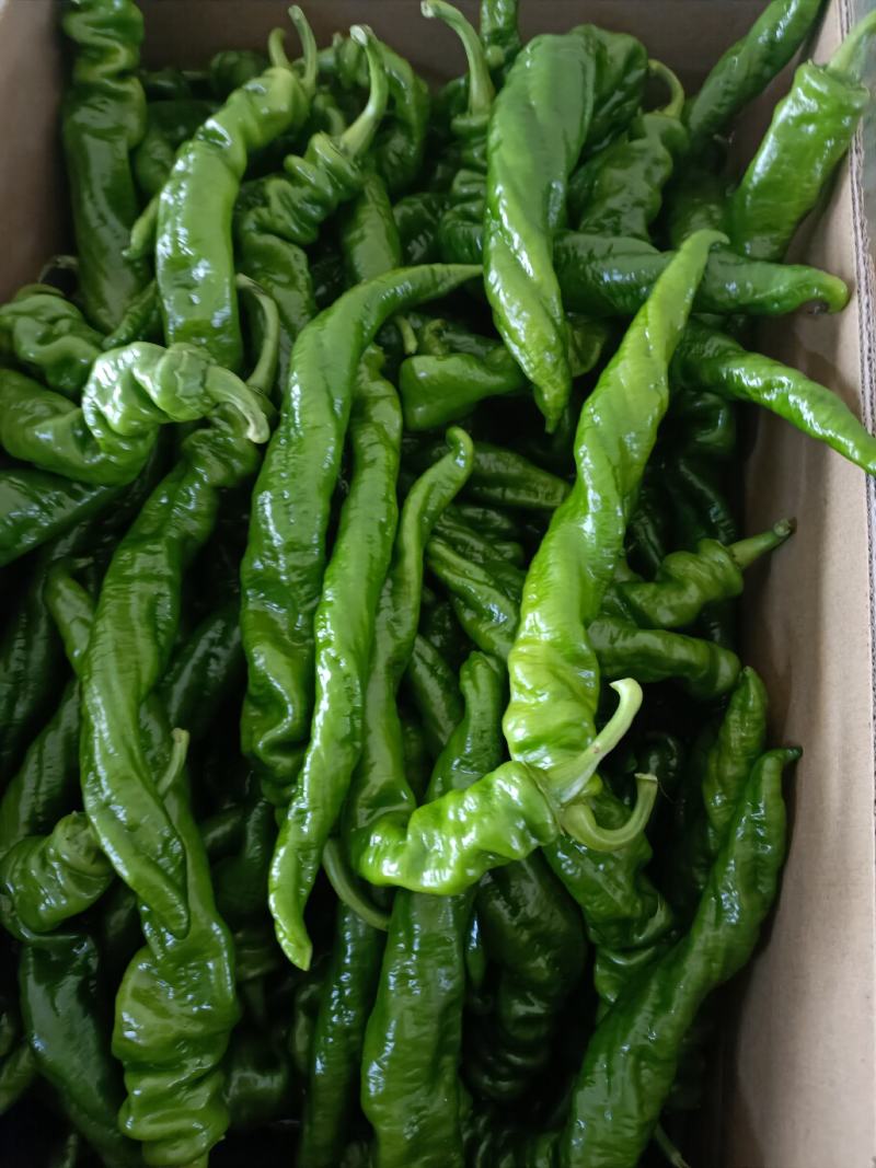 湛江徐闻陇椒大量有货