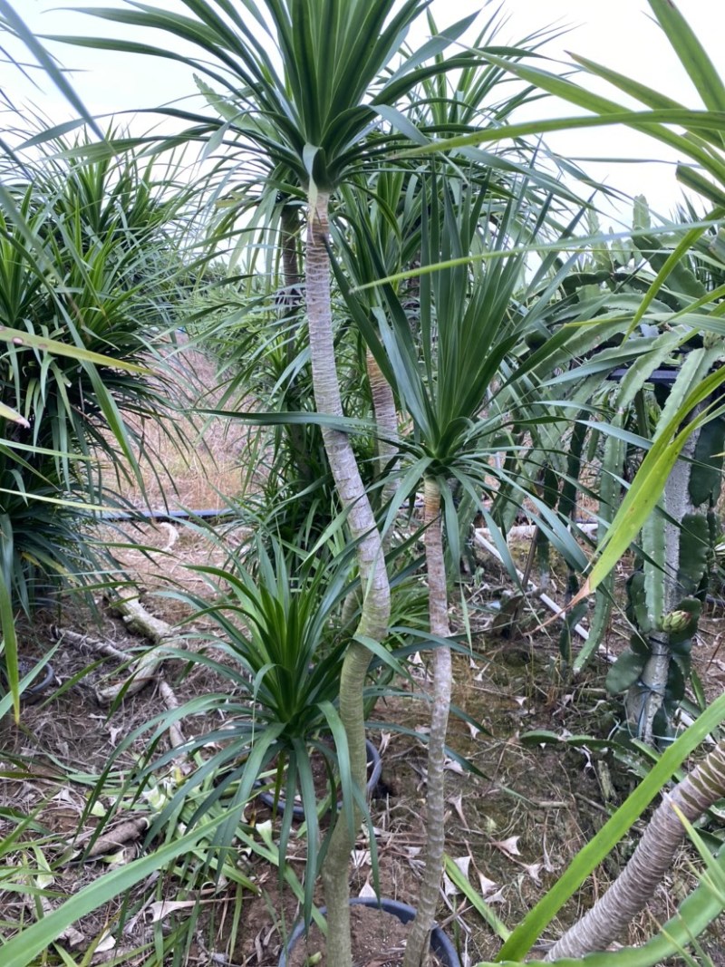 龙血树老桩