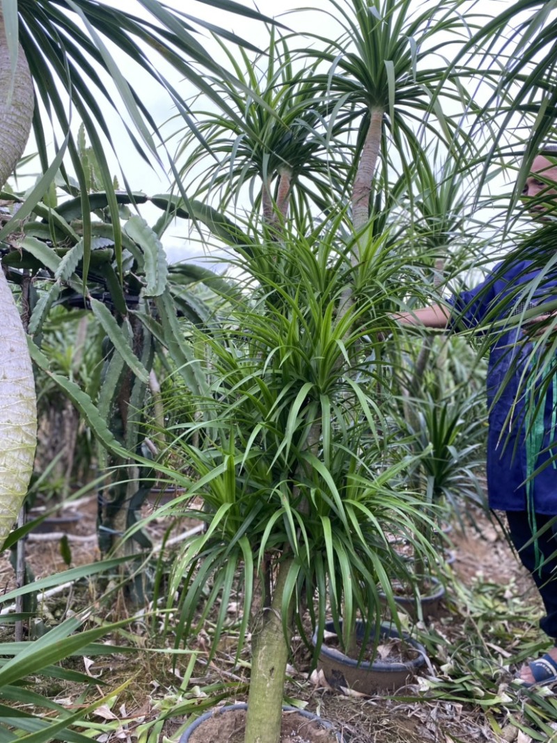 龙血树老桩