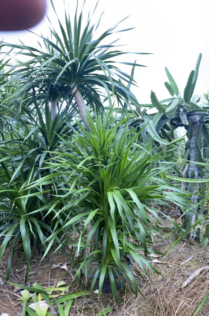 龙血树老桩