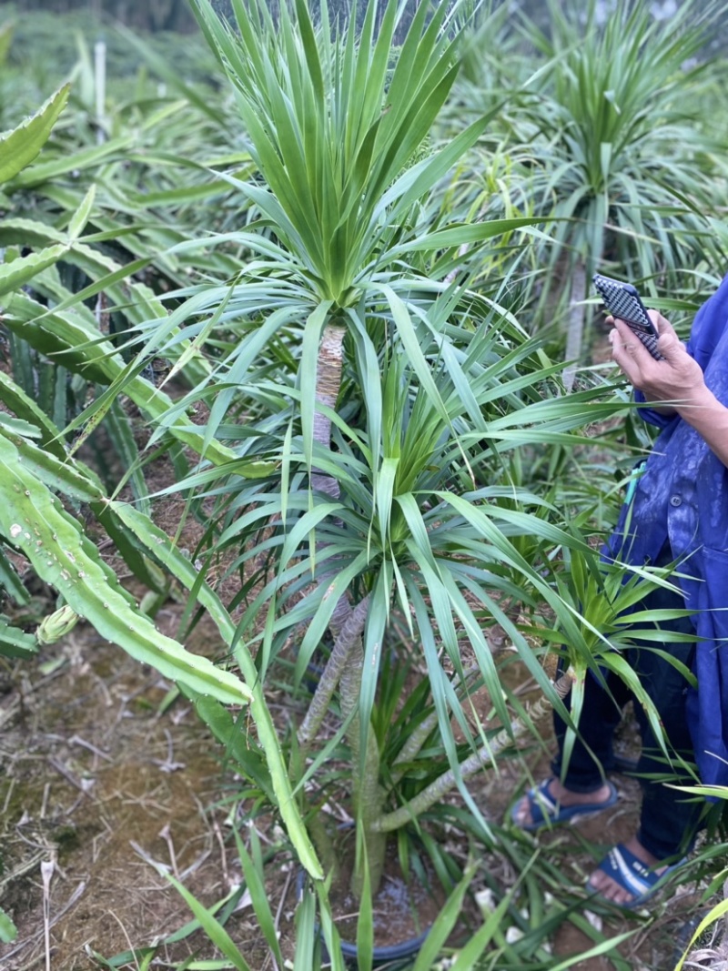 龙血树老桩
