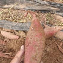 济薯26红薯板栗地瓜地窖储存大量批发