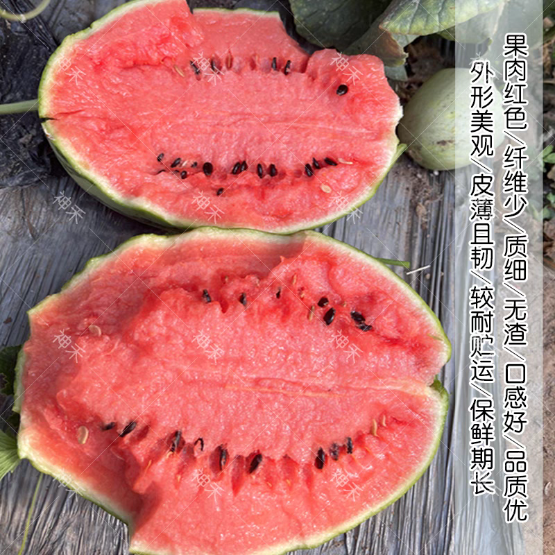 甜美2k西瓜种子高糖礼品西瓜品种早熟椭圆形红肉礼品瓜种籽