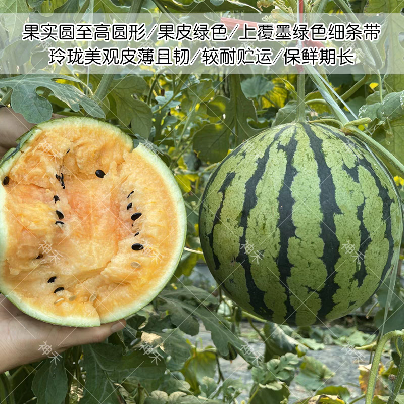 优质礼品西瓜种子彩虹瓤小型西瓜种籽糖度高皮薄酥脆七彩西瓜