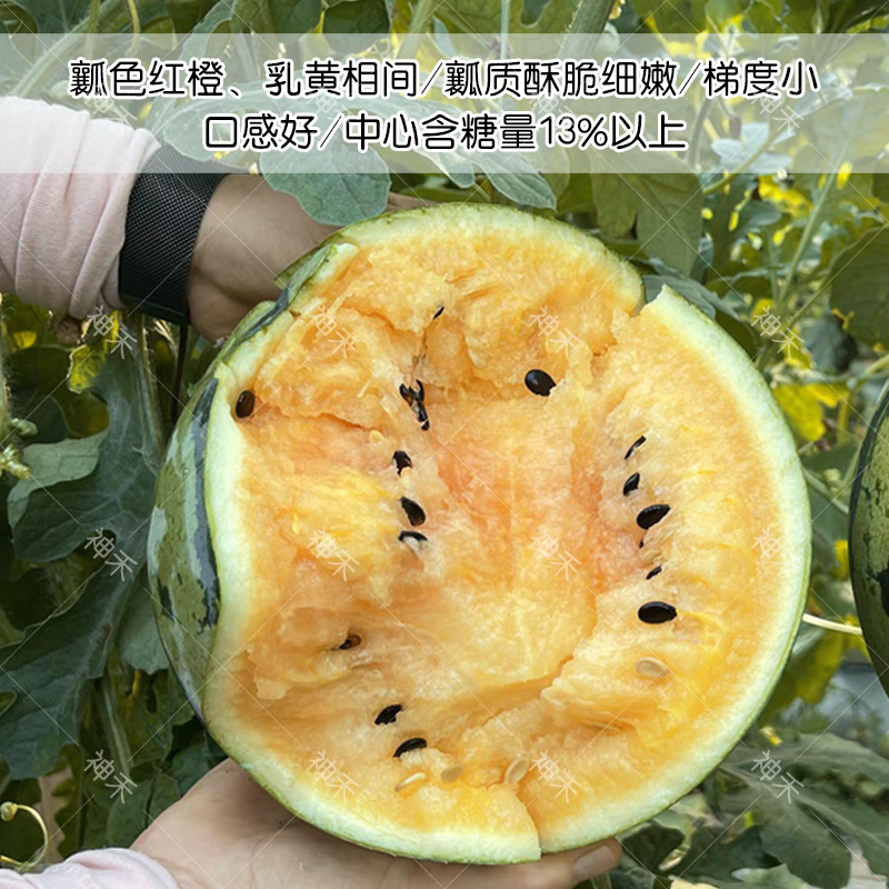 优质礼品西瓜种子彩虹瓤小型西瓜种籽糖度高皮薄酥脆七彩西瓜