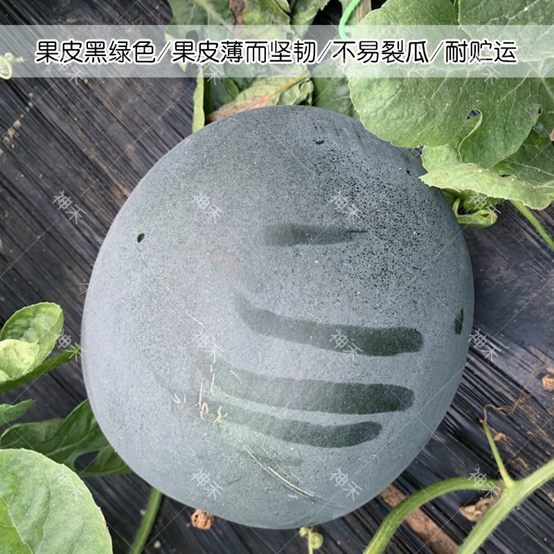黑皮红瓤西瓜种子冰糖黑虎黑皮西瓜种籽红肉甜脆多汁耐重茬