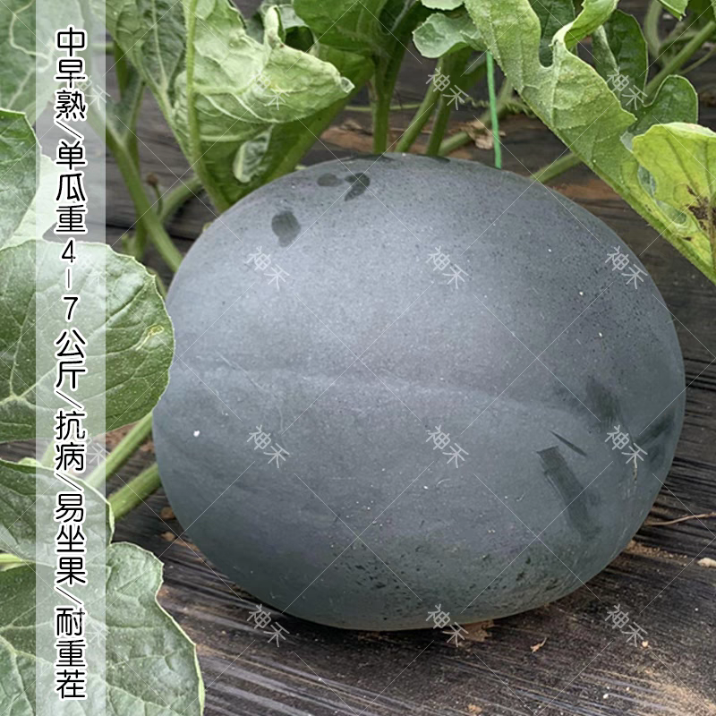 黑皮红瓤西瓜种子冰糖黑虎黑皮西瓜种籽红肉甜脆多汁耐重茬