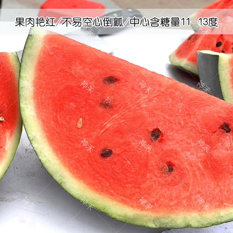 黑皮红瓤西瓜种子冰糖黑虎黑皮西瓜种籽红肉甜脆多汁耐重茬