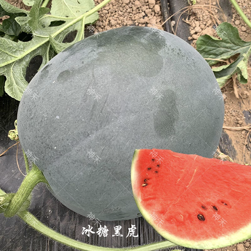 黑皮红瓤西瓜种子冰糖黑虎黑皮西瓜种籽红肉甜脆多汁耐重茬