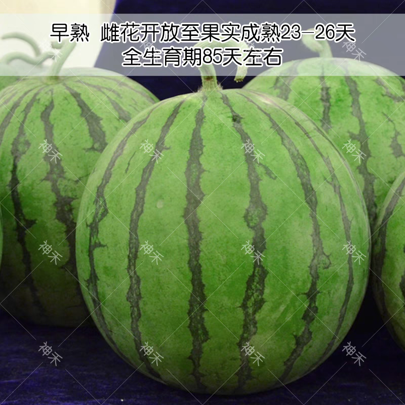 花皮黄瓤西瓜种子卡其牌美兰一代杂交礼品西瓜种子早熟品种