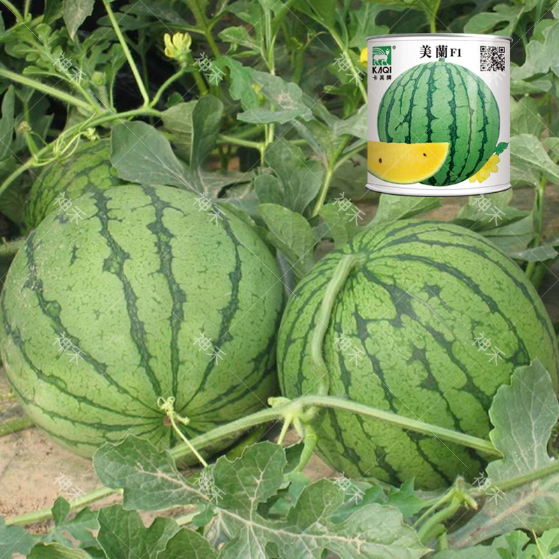 花皮黄瓤西瓜种子卡其牌美兰一代杂交礼品西瓜种子早熟品种
