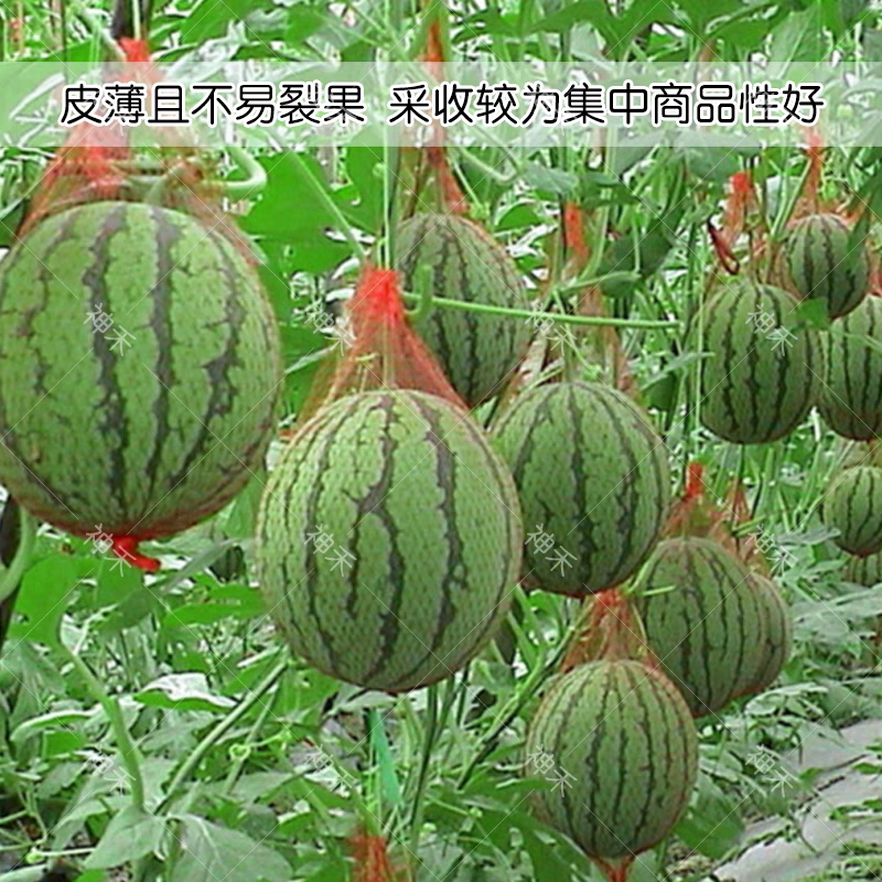 花皮黄瓤西瓜种子卡其牌美兰一代杂交礼品西瓜种子早熟品种