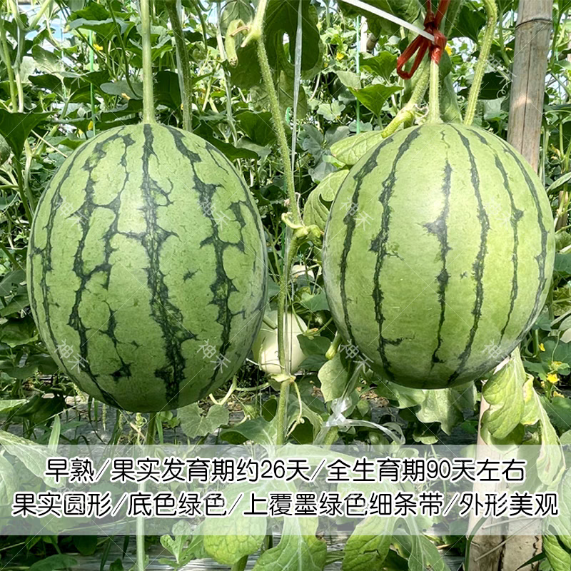 珍玉花皮红瓤礼品西瓜种子早熟皮薄果肉红色迷你小西瓜种籽