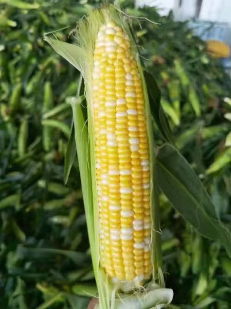 金银玉米，太阳花玉米