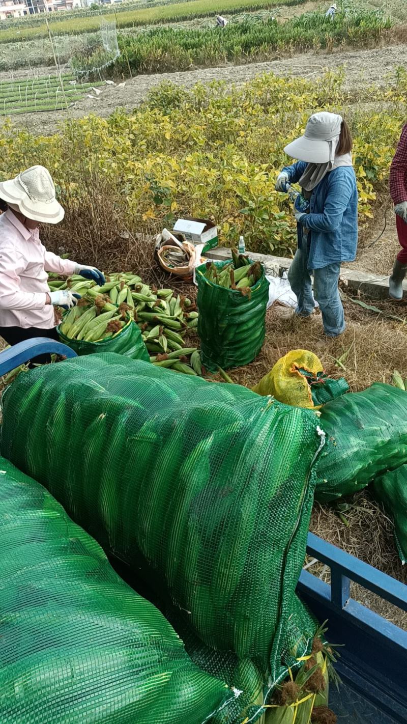 金银玉米，太阳花玉米
