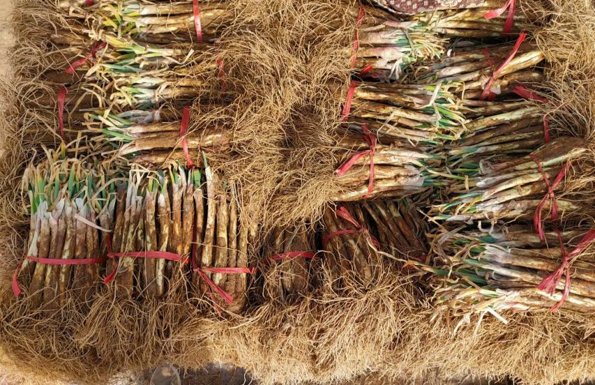 一斤大葱与不同数量的对比图