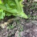 四川青菜苔棒菜精品好货