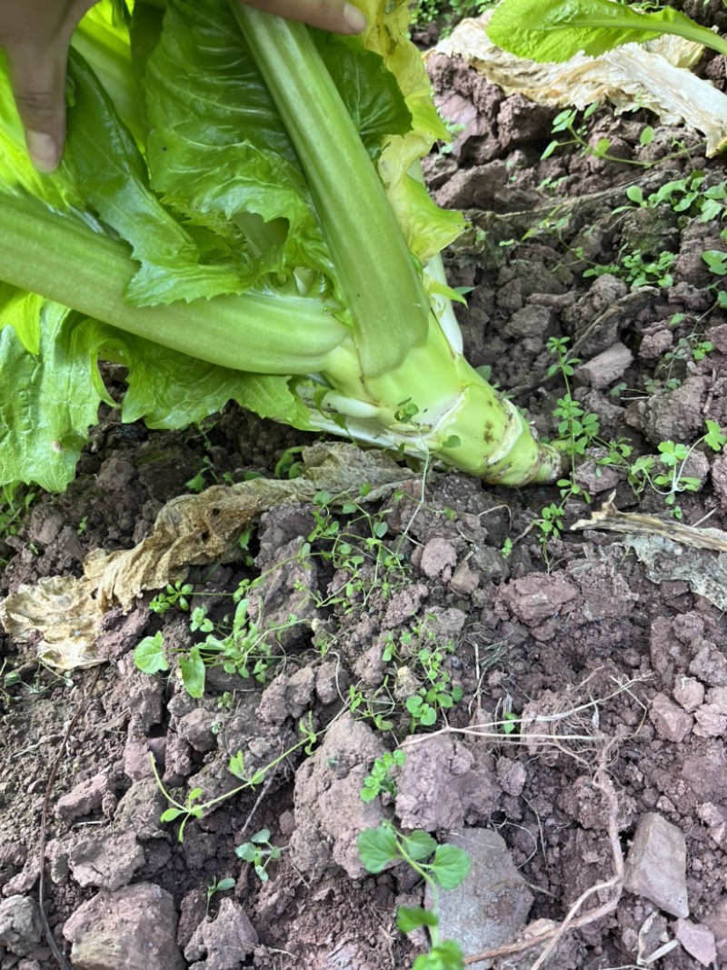四川青菜苔棒菜精品好货