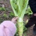 四川青菜苔棒菜精品好货