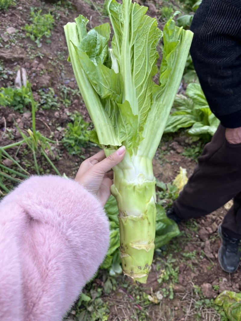 四川青菜苔棒菜精品好货