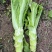 四川青菜苔棒菜精品好货