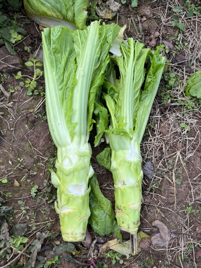 四川青菜苔棒菜精品好货