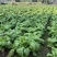 四川青菜苔棒菜精品好货